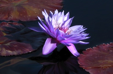 Lotus, Water Lily